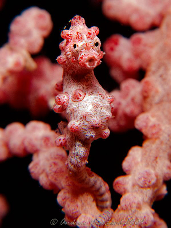 Shot off Cairns Australia. G10, Inon s2000, two macro fil... by Andrew Macleod 