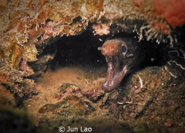 juvi moray by Jun Lao 