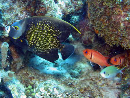 Black Angel and Squirrel Fish taken off the coast of Cura... by Gordon Skiba 