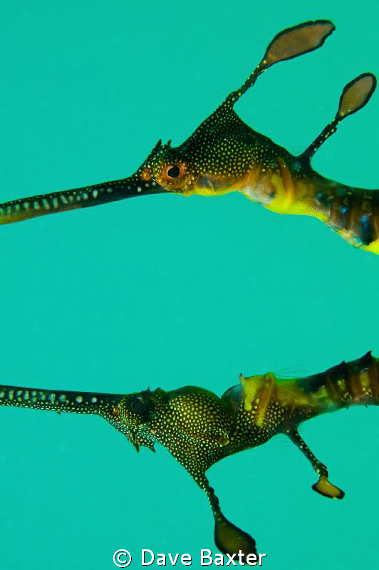 2 weedy seadragons doing something - I found them near a ... by Dave Baxter 