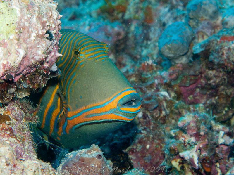 I know i should  know hte name of this fish, but I don't.... by Andrew Macleod 