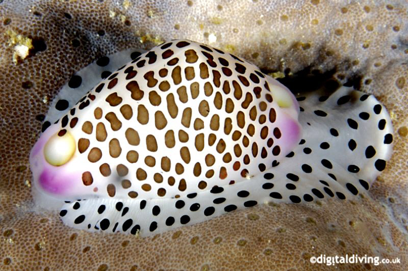 Allied Cowrie (Calpurnus verrucosus) by David Henshaw 