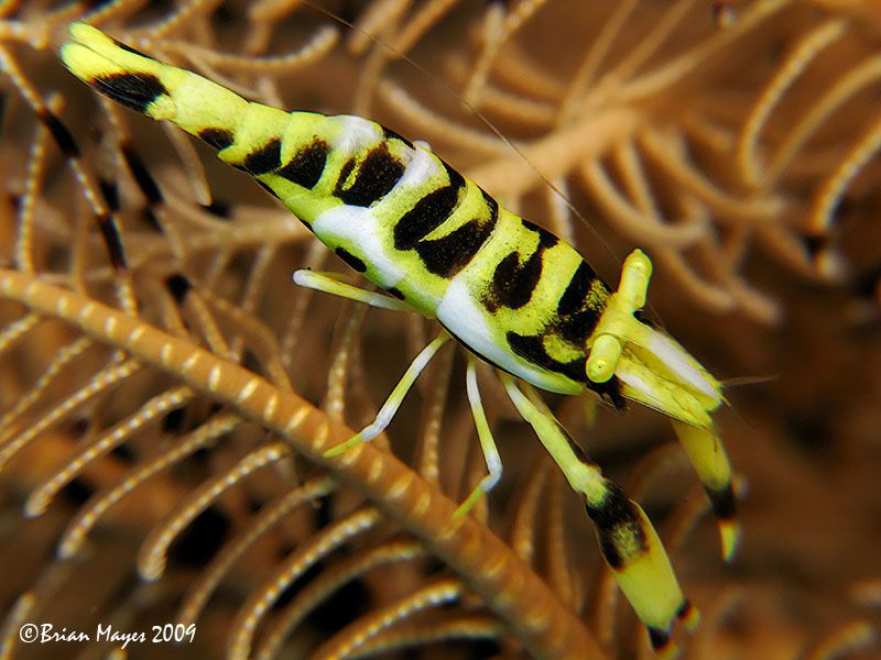 Maybe this Crinoid Shrimp (Periclimenes cornutus) picked ... by Brian Mayes 