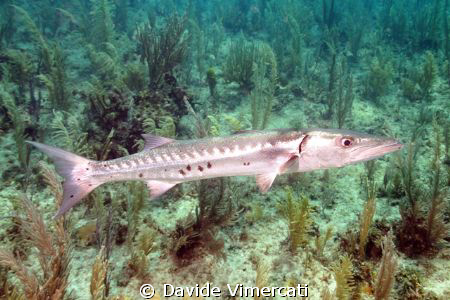 barracuda in jardines de la reina, cuba. Taken with Nikon... by Davide Vimercati 
