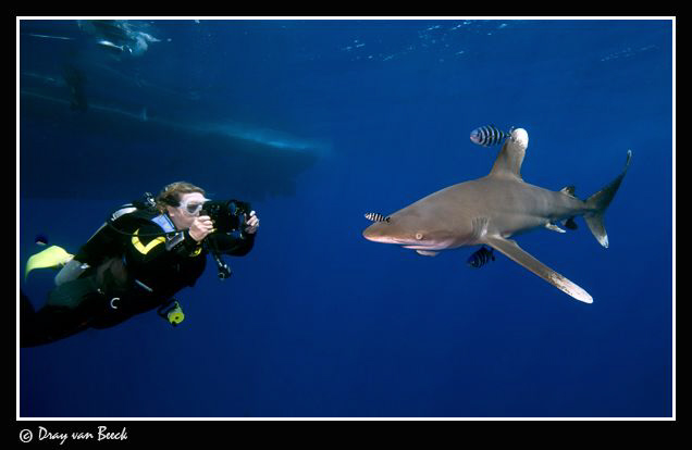 videographer and oceanic white tip by Dray Van Beeck 