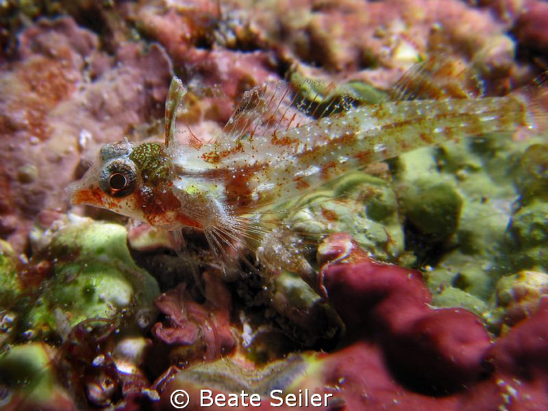Look closer !  Triplefin Blenny at Wakatobi , taken with ... by Beate Seiler 