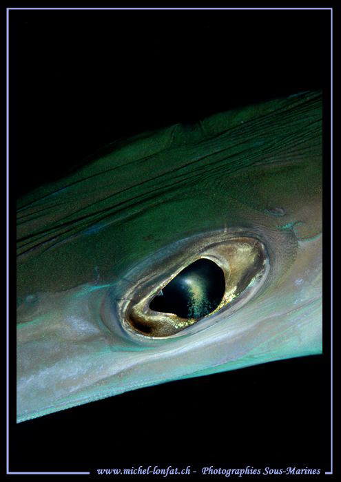 The Eye... Que du bonheur... :O)... by Michel Lonfat 