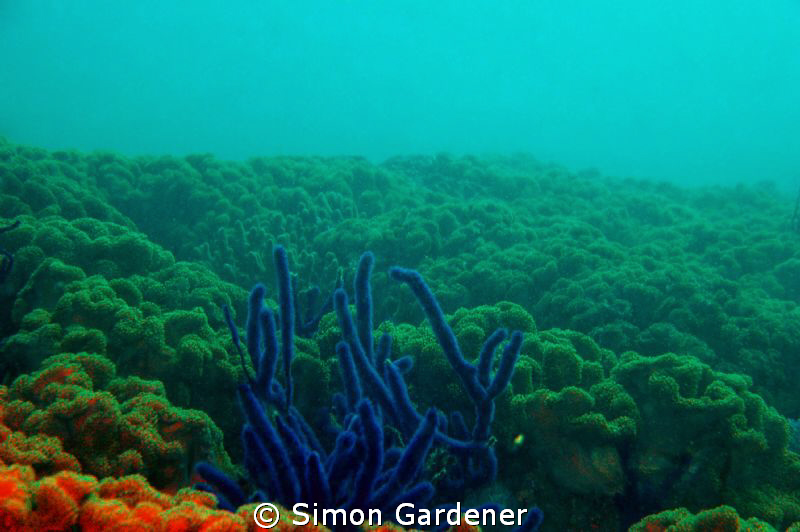 I just love how the blue stands out in this garden of sof... by Simon Gardener 