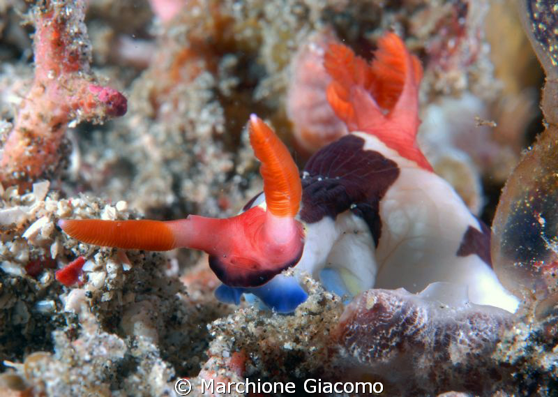 Face to face to nudibranchia
Nikon D200, 60 micro, twin ... by Marchione Giacomo 