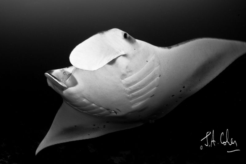 Manta Ray by Julian Cohen 
