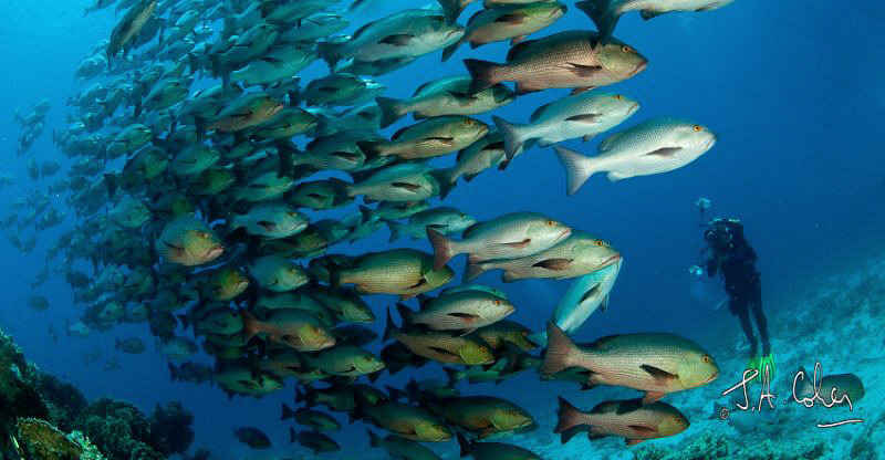 Photographing the Boha Snapper at Shark Yoland Reef by Julian Cohen 