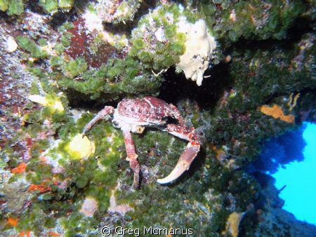 We called this guy "The Guardian", he snapped at every di... by Greg Mcmanus 