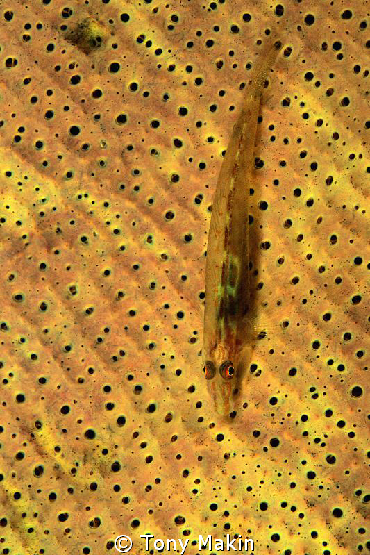 Goby on Elephants ear sponge by Tony Makin 