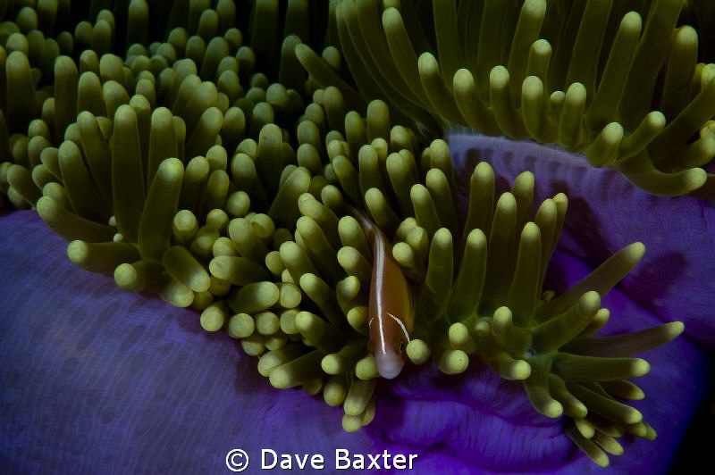 purple by Dave Baxter 