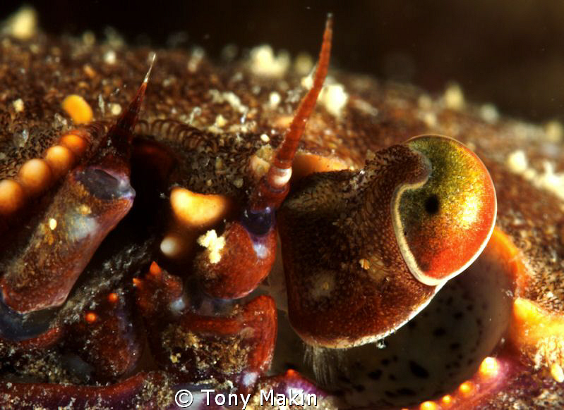 Crabs eye by Tony Makin 
