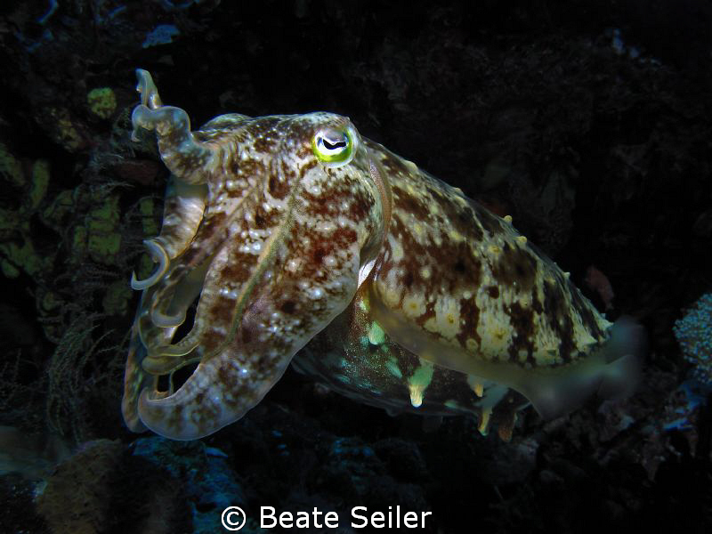 Cuttlefish taken at Wakatobi with Canon S70 and Inon Strobe by Beate Seiler 