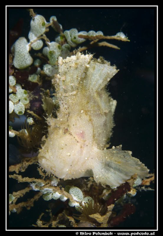 Leaf scorpionfish by Miro Polensek 