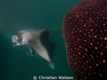 Whaleshark got into the way for a photo of the Manta's :-... by Christian Nielsen 