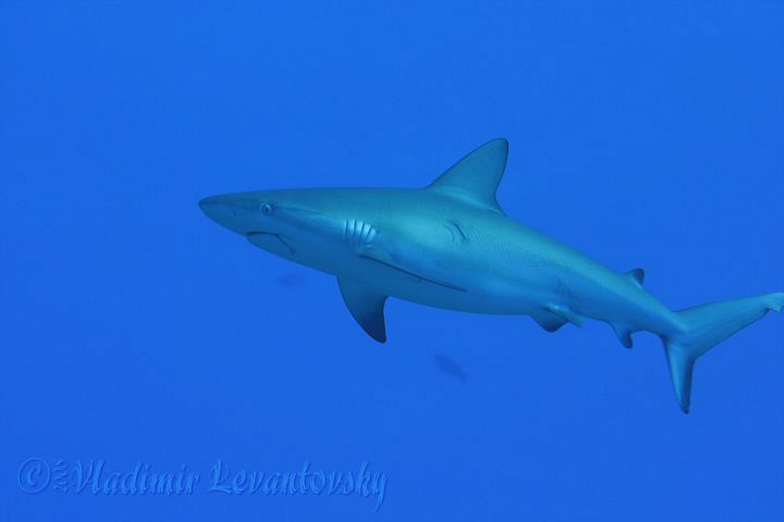 Off the hook! (but with the hook) This shark has been goi... by Vladimir Levantovsky 