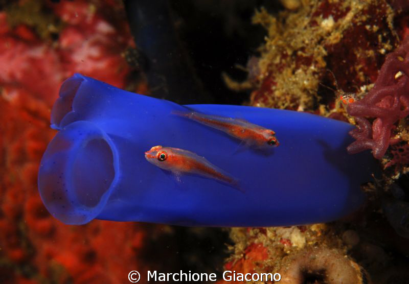 Gobies and ascidia
Nikon D200, 60micro, twin strobo
Kom... by Marchione Giacomo 