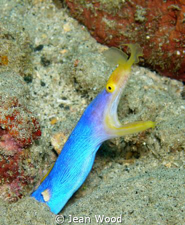 Ribbon Eel 
Wakatobi, cropped, no strobe by Jean Wood 