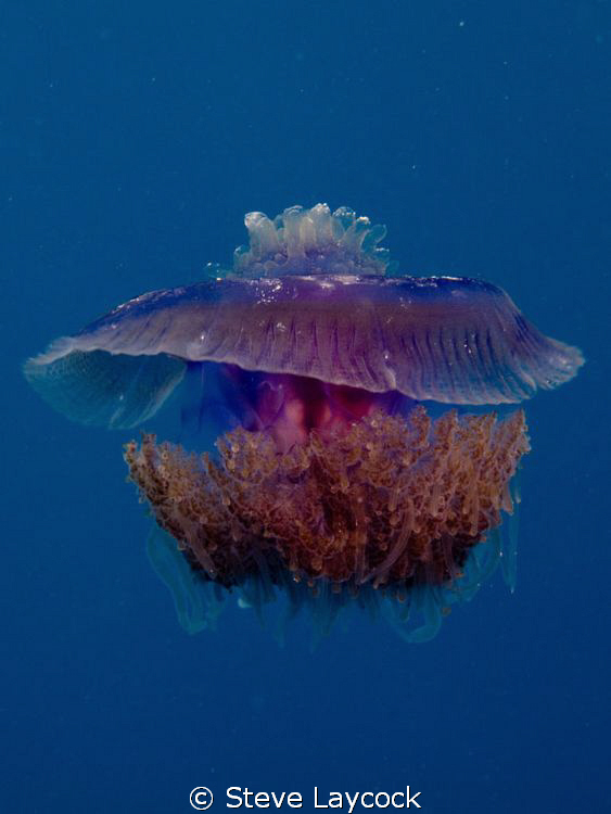 Jellfish by Steve Laycock 