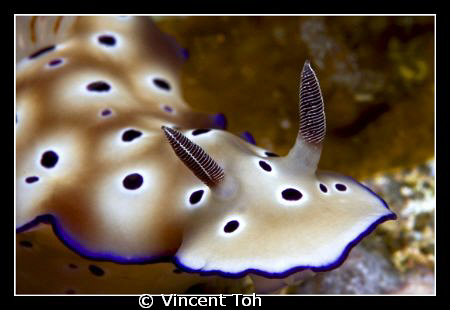 Nudibrance portrait........... by Vincent Toh 