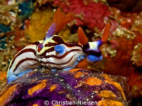 Vibrant colours of Komodo.
Olympus E330, 50mm macro, 1 I... by Christian Nielsen 