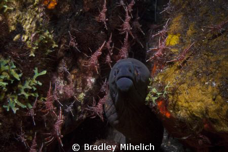 shot in Bali by Bradley Mihelich 