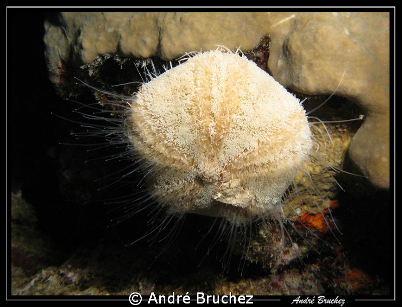 oursin cuir albinos by André Bruchez 