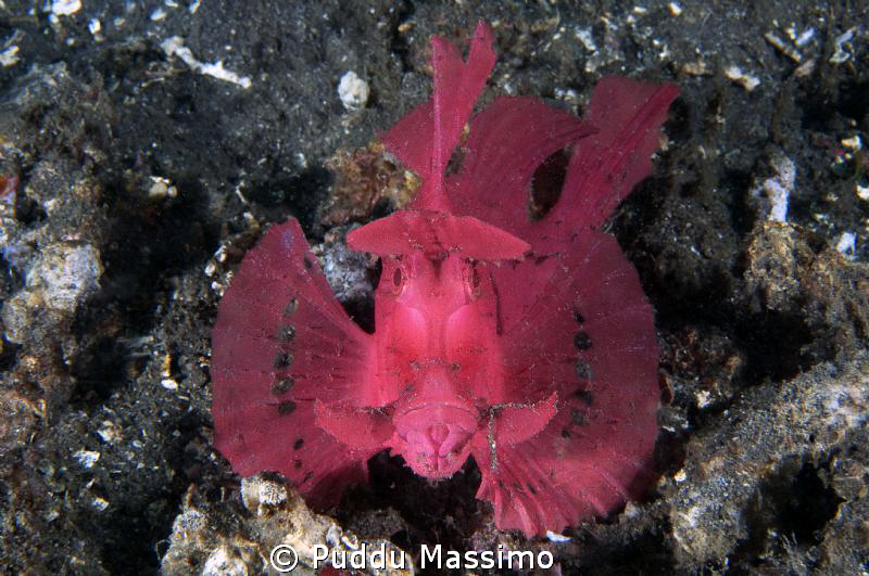 Rinophia in lembeh with nikon d2x 60mm macro by Puddu Massimo 