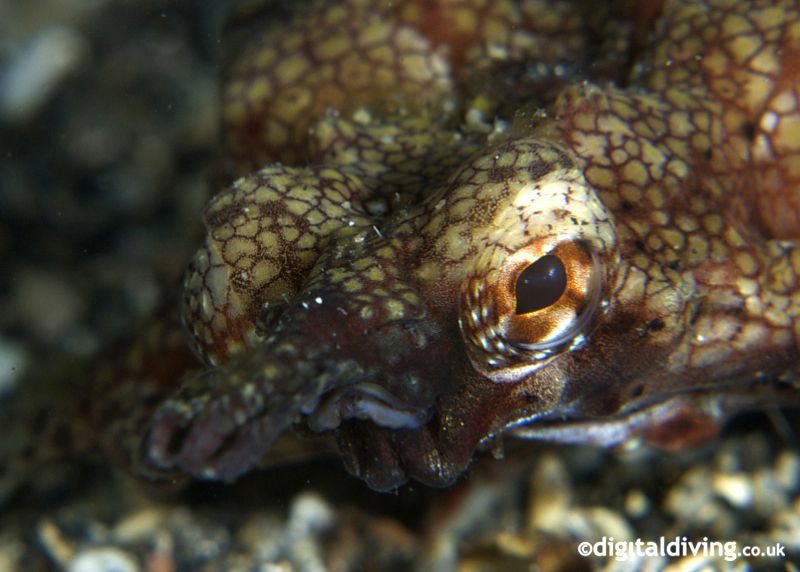 Portrait of a Little Dragonfish (Pegasus Sea Moth) by David Henshaw 