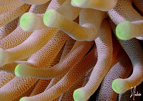 This image of a Giant Anemone was taken in Cozumel. by Steven Anderson 