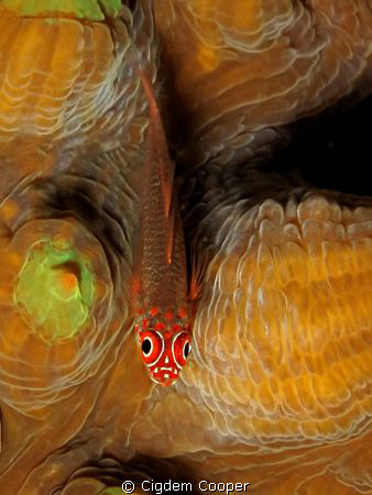 Trimma flavicaudatus by Cigdem Cooper 