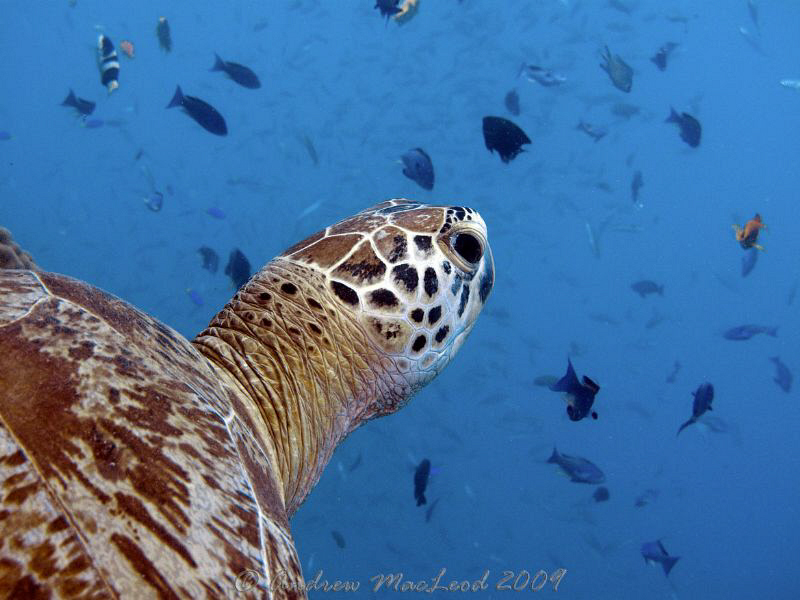 the ocean from his perspective. Canon 10 by Andrew Macleod 