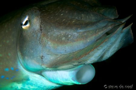 Broadclub cuttlefish at San Miguel, Dauin. Nikon D300, 105mm by Steve De Neef 