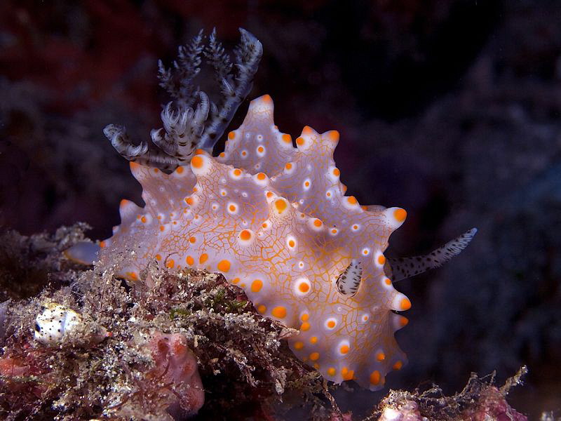 Halgerda batangas. East of Dili, East Timor by Doug Anderson 