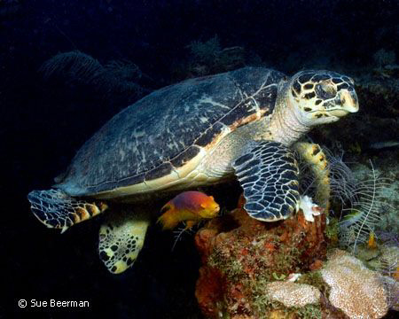 Turtle and Spanish Hog Fish in Utila by Susan Beerman 