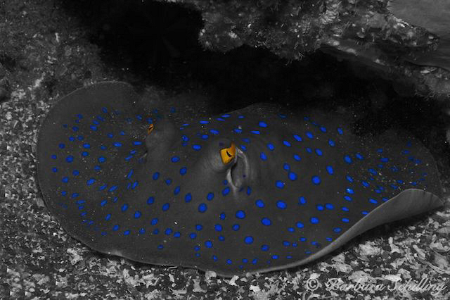 Mr Blue Spots by Barbara Schilling 