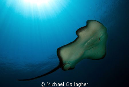 Bull ray at Julian Rocks, Byron Bay, NSW, Australia by Michael Gallagher 