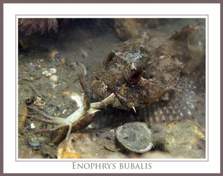 These Enophrys bubalis just catches these small crab. Sec... by John De Jong 