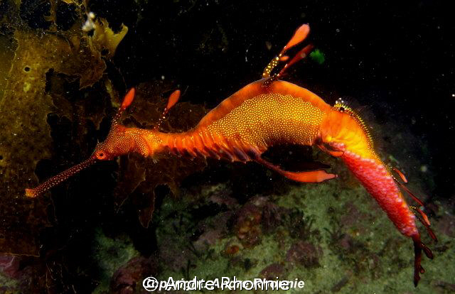 weedy sea dragon by Andre Rhonnie 