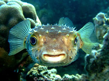 Yellowspotted burrfish. by Cigdem Cooper 