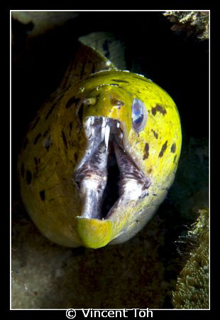 Moray Eel.... by Vincent Toh 