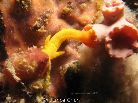 its a feeding snail... rare opportunity for me :) by Janice Chan 