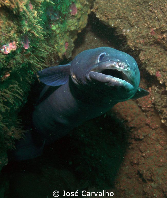 Friendly and curious conger by José Carvalho 