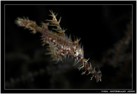 Face On       Fuji S5 pro/105 VR by Yves Antoniazzo 