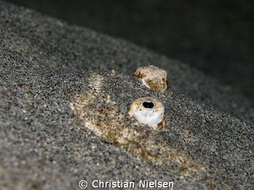 Stargazer shot on a Night dive in Komodo.
Olympus E330, ... by Christian Nielsen 