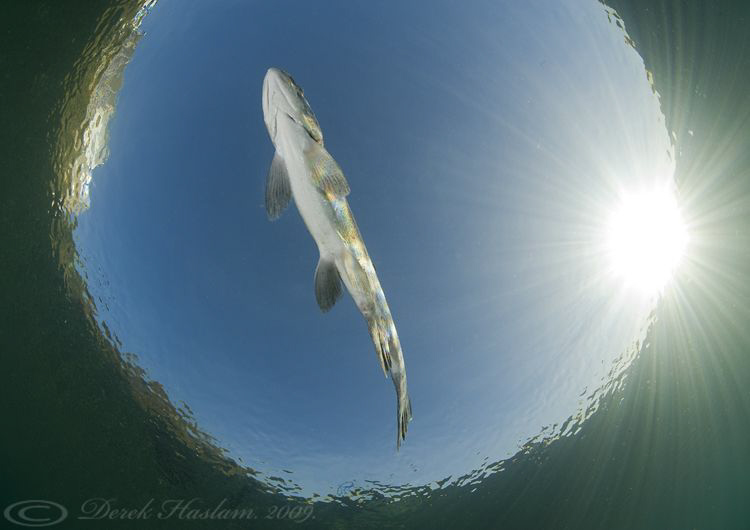 Trout in snells window. D3, 16mm. by Derek Haslam 