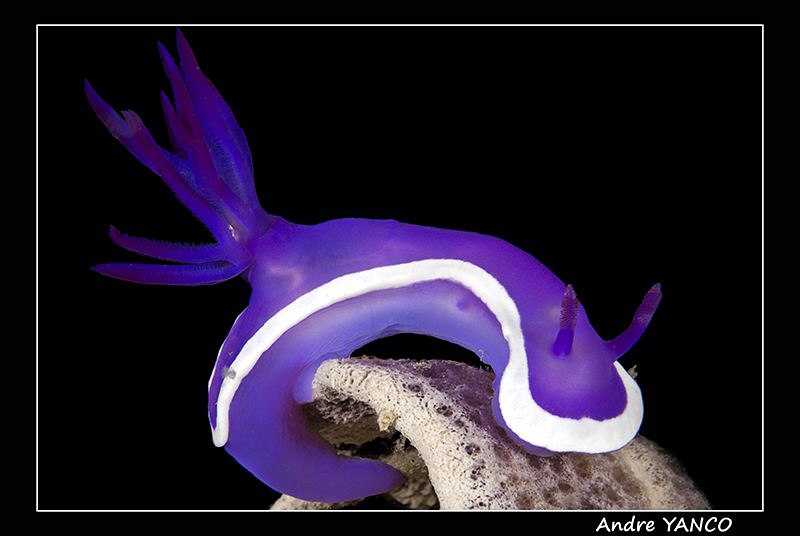 Curly and beautiful...  Captured in Kapalai.  Nikon D200 ... by Andre Yanco 
